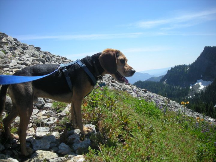 My Dog on Silver Peak