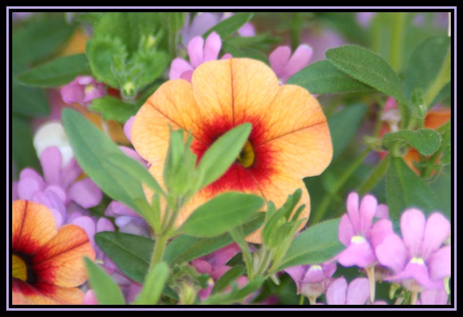 My Garden Stroll Today
