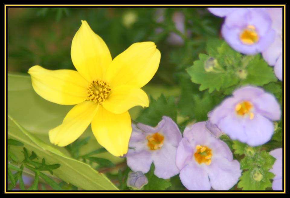 My Garden Stroll Today