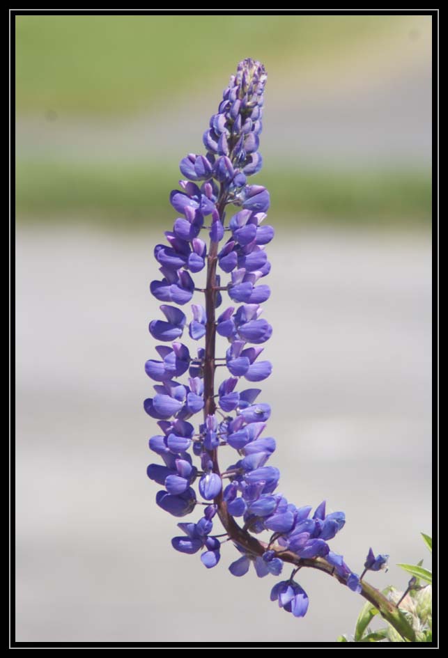 My Garden Stroll Today