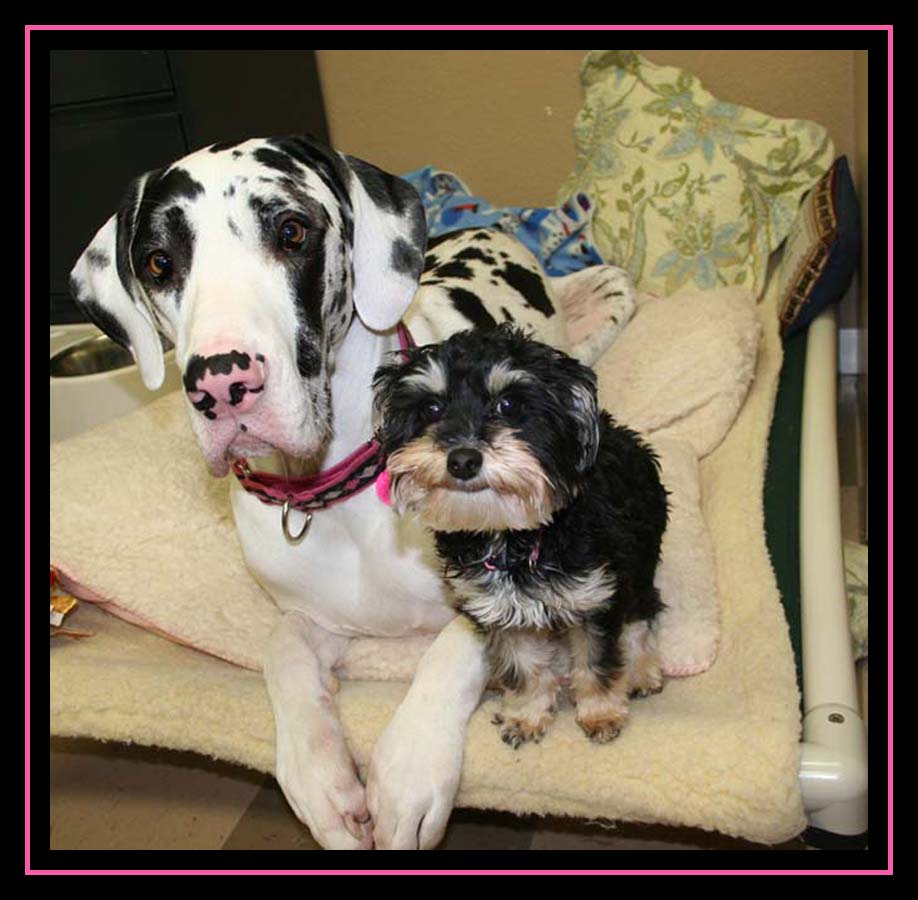 My Great Dane Perdi and her BFF Miley