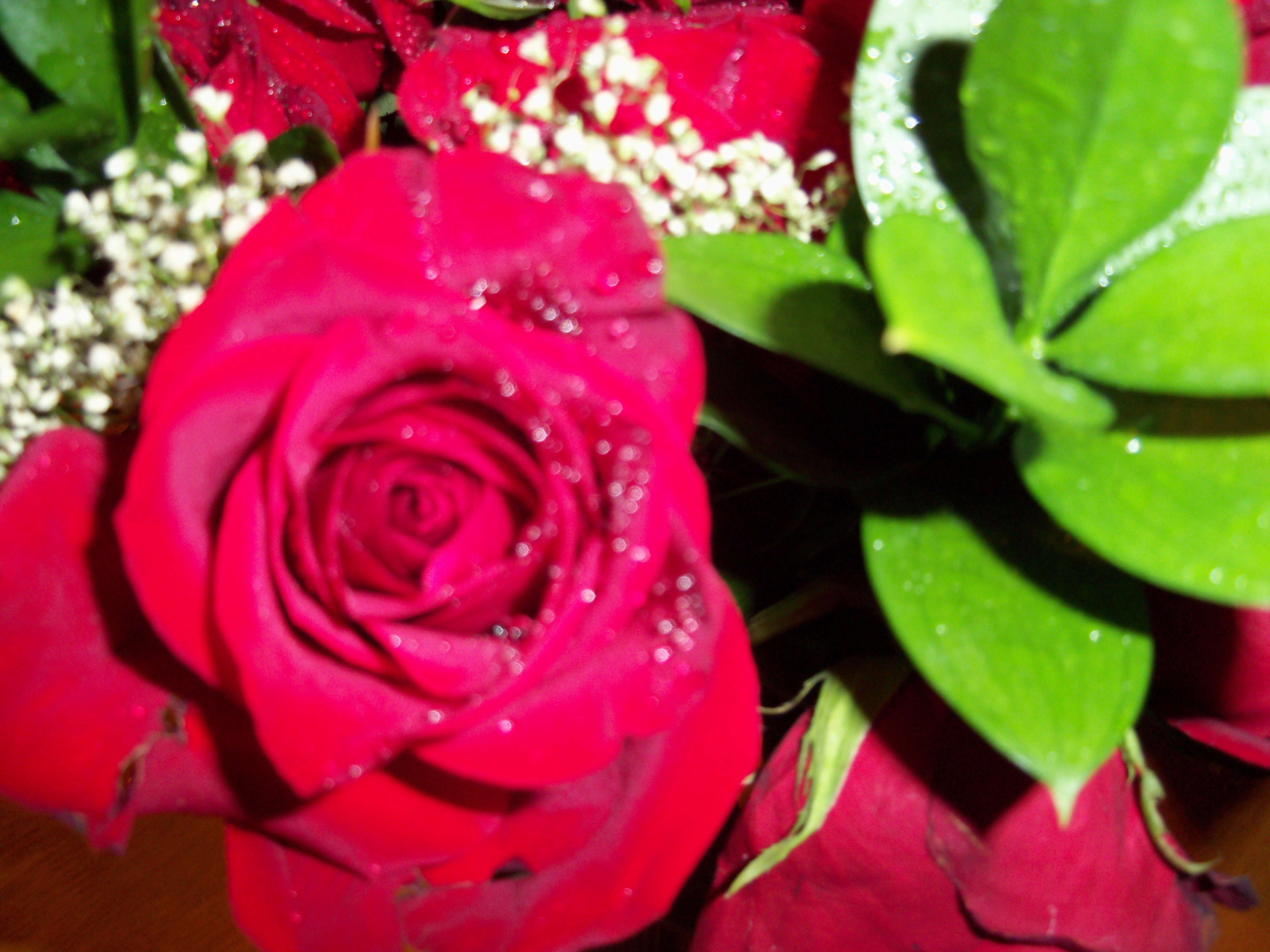 my rose