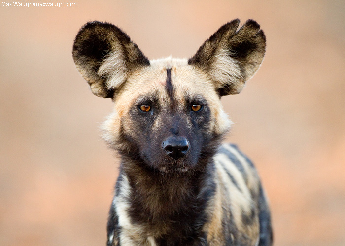 My, What Big Ears You Have