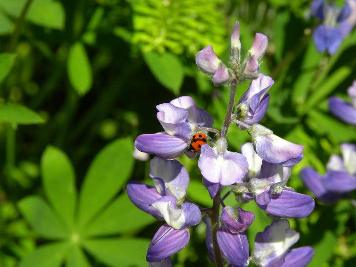 Nature in Harmony