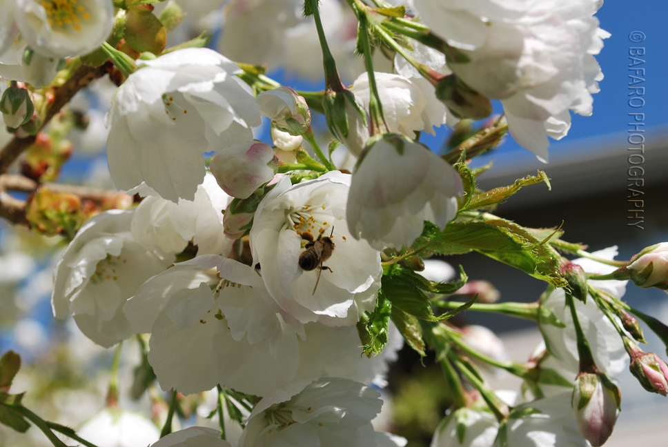 Natures Beesy work