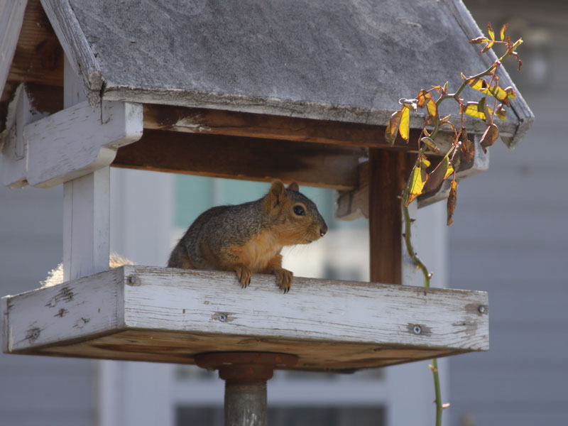 Naughty Squirel