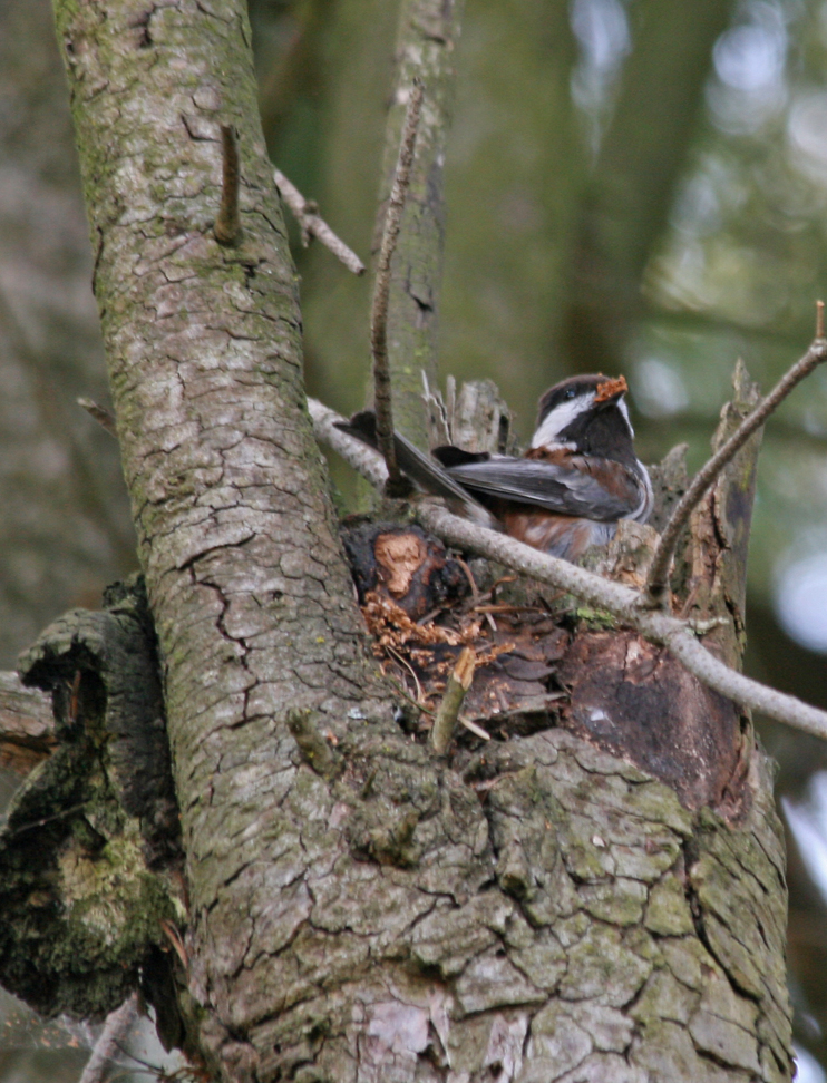 Nest Time