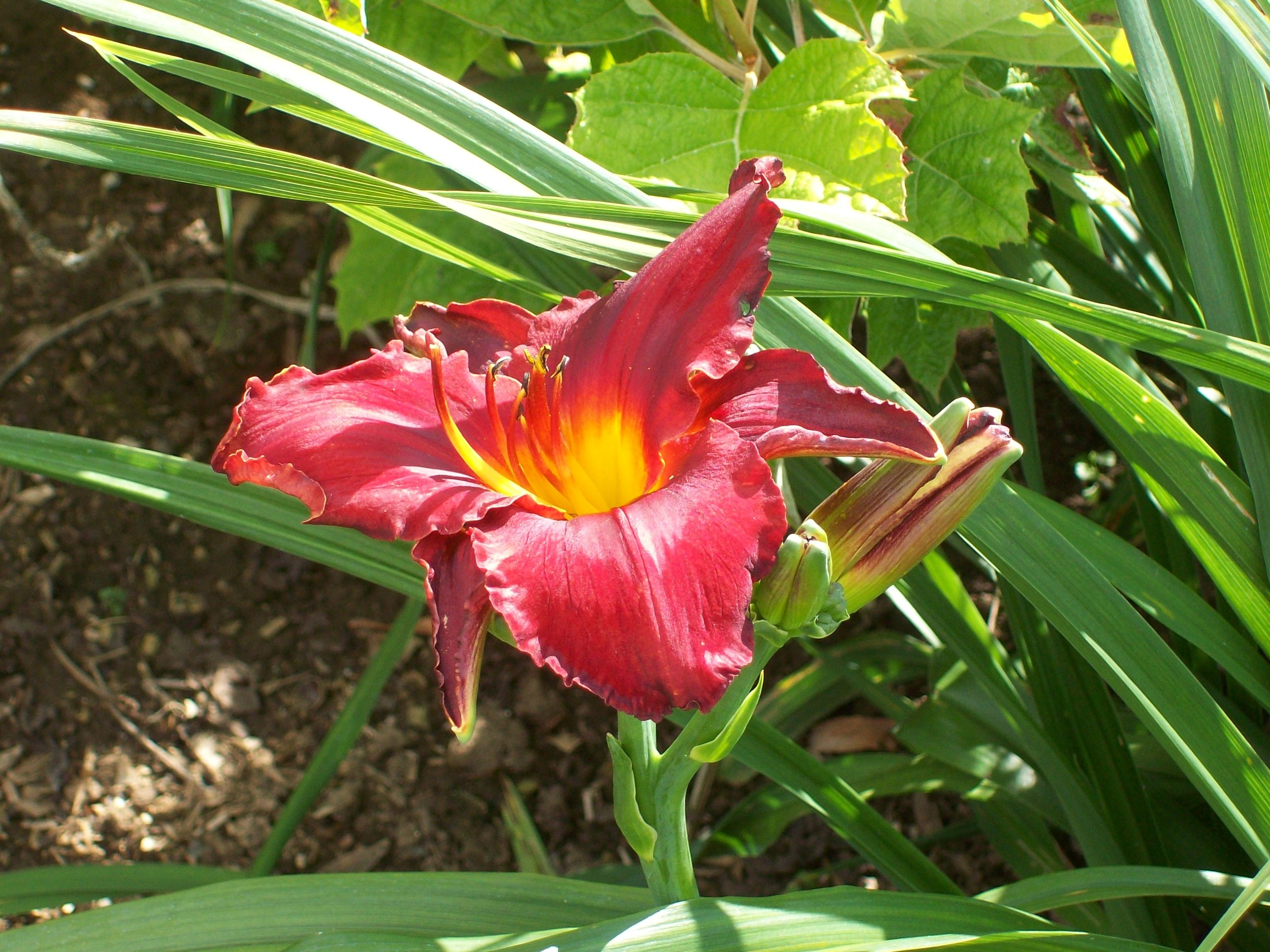 new variety of Day Lily