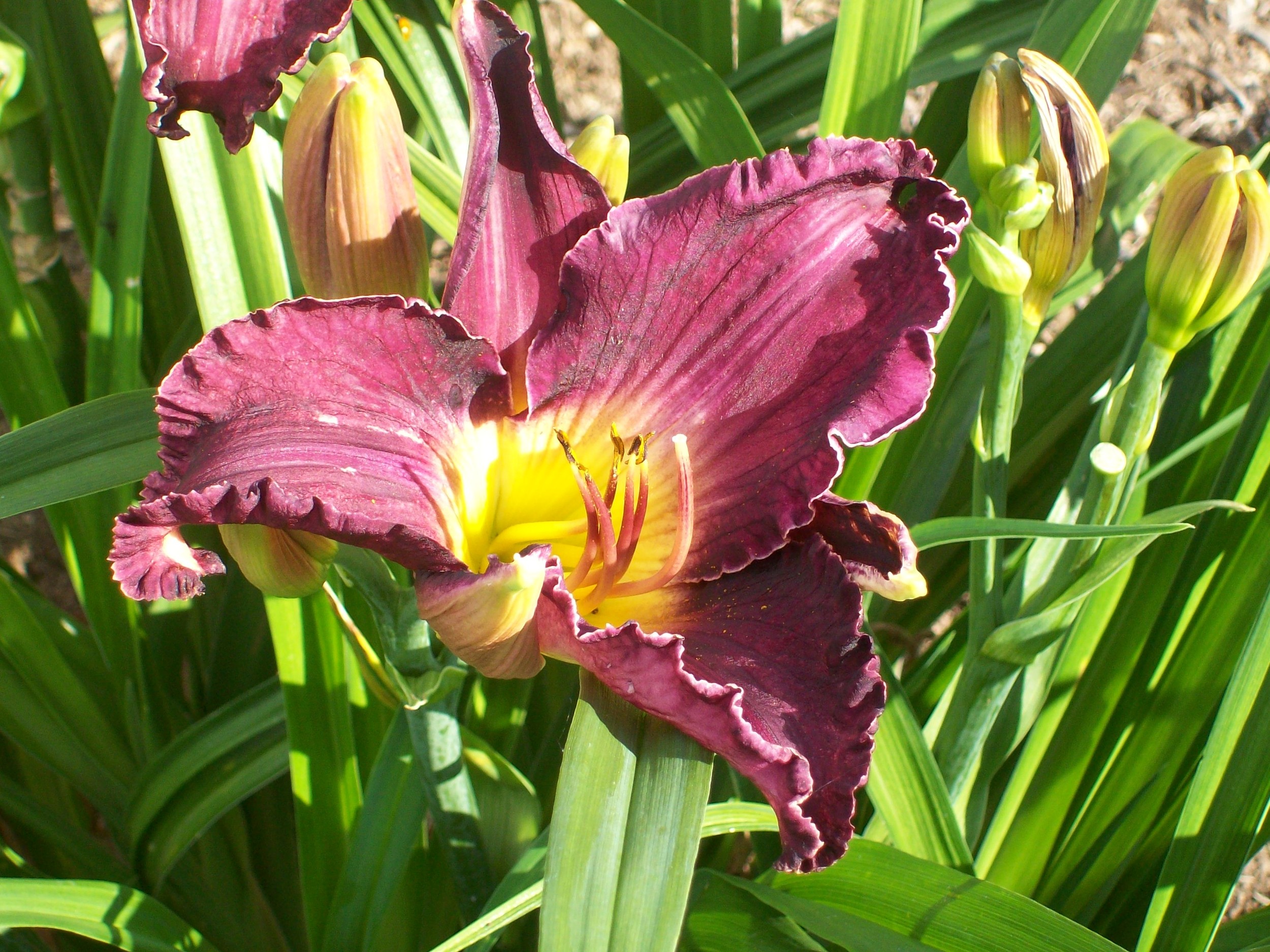 new variety of day lily