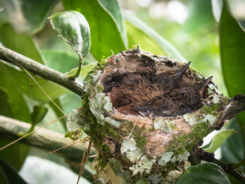 Newborn Hummers in the nest