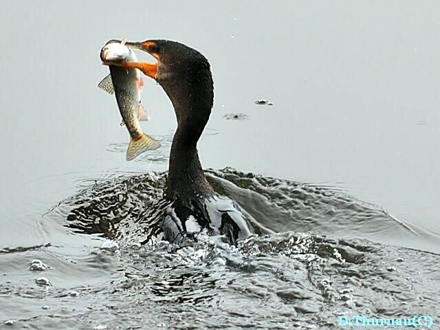 nice catch