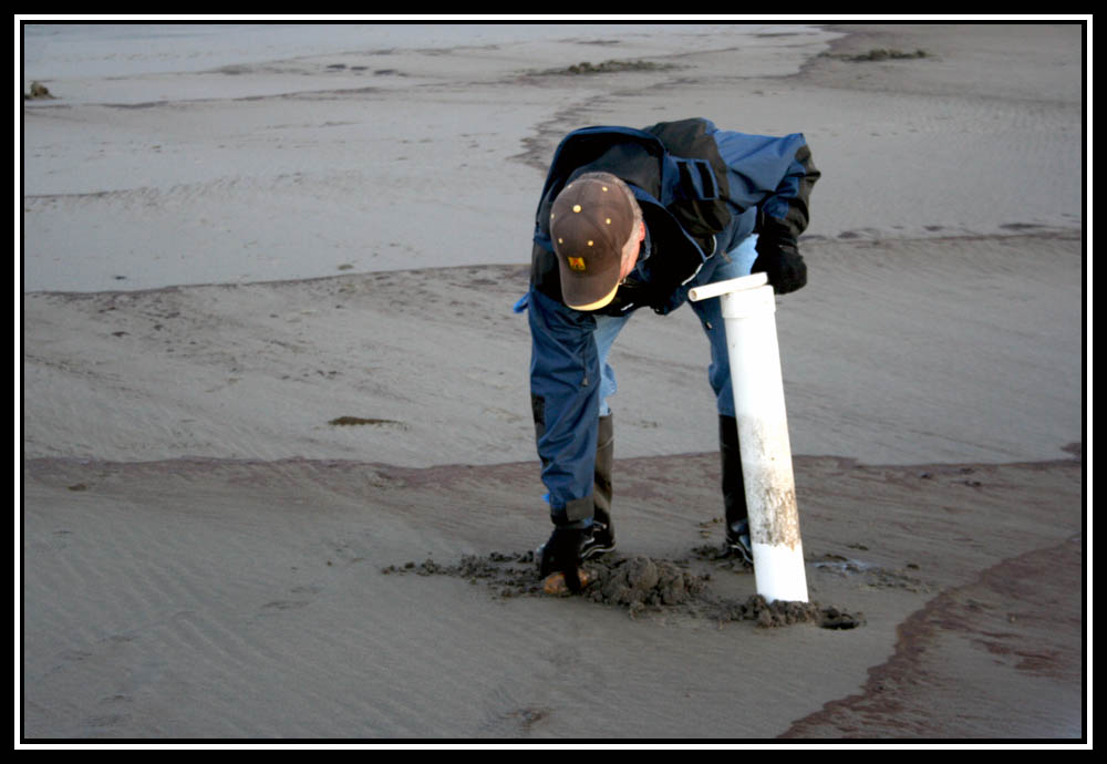 Nice Sized Razor Clam
