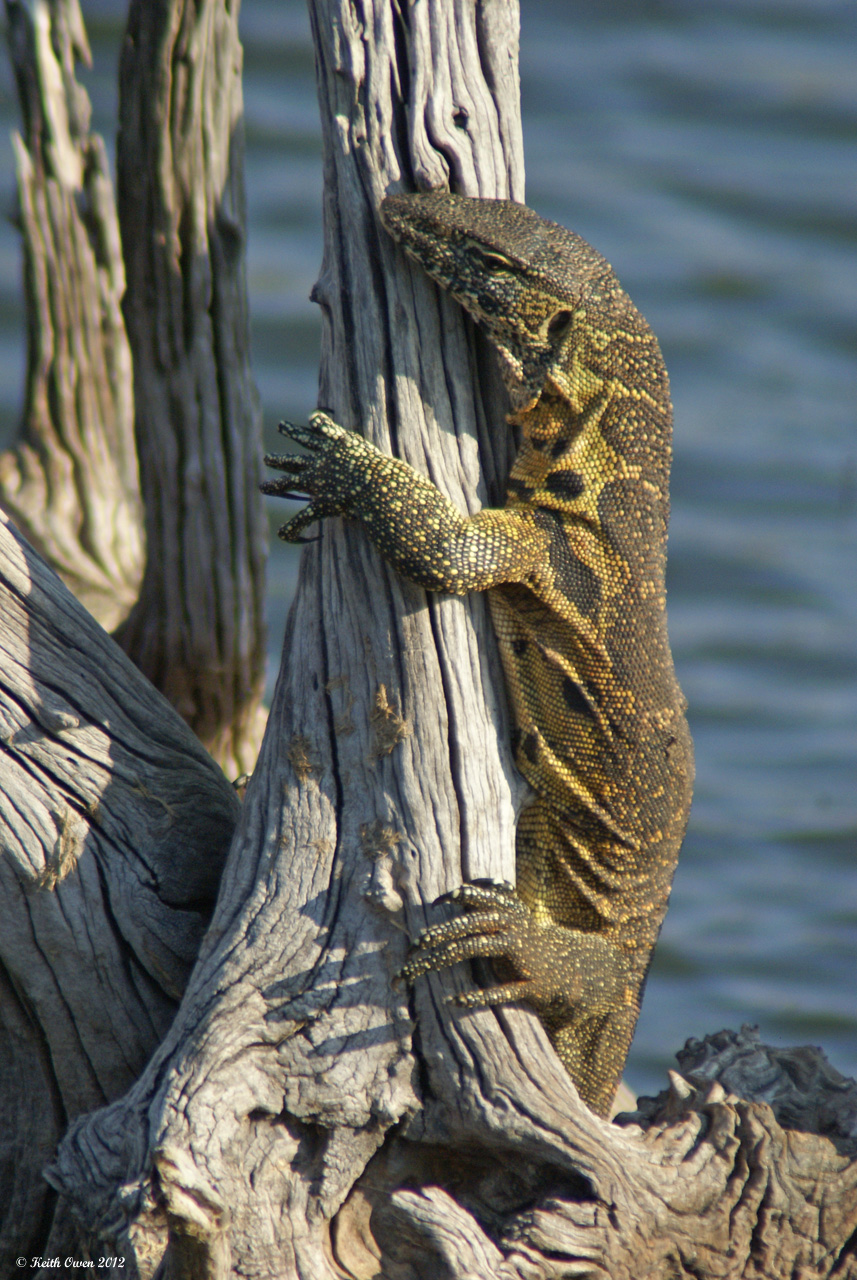 Nile Monitor Lizard