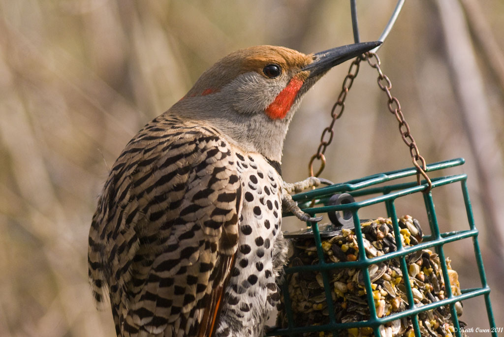 Northern Flicker