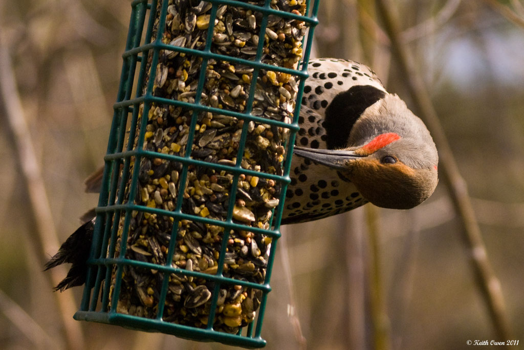 Northern Flicker