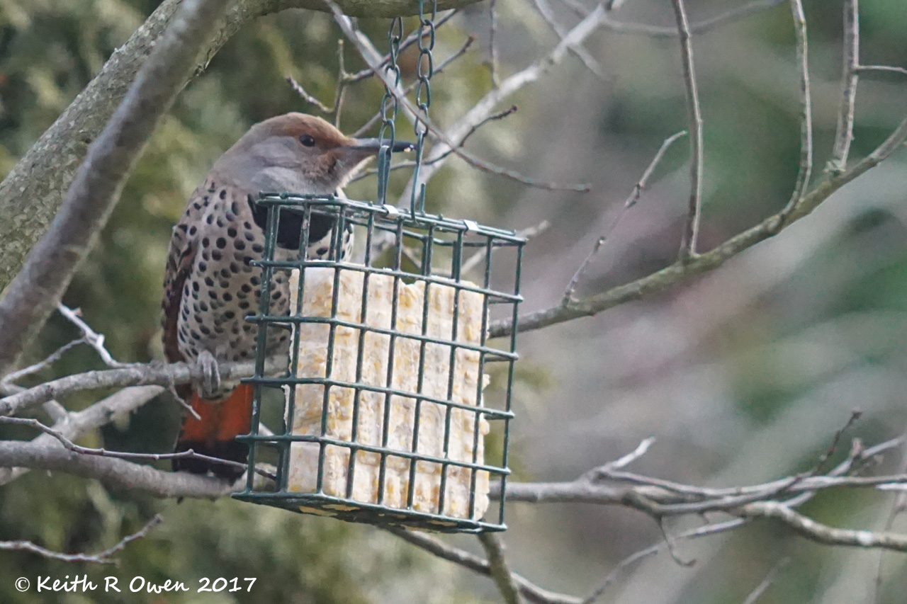 Northern Flicker