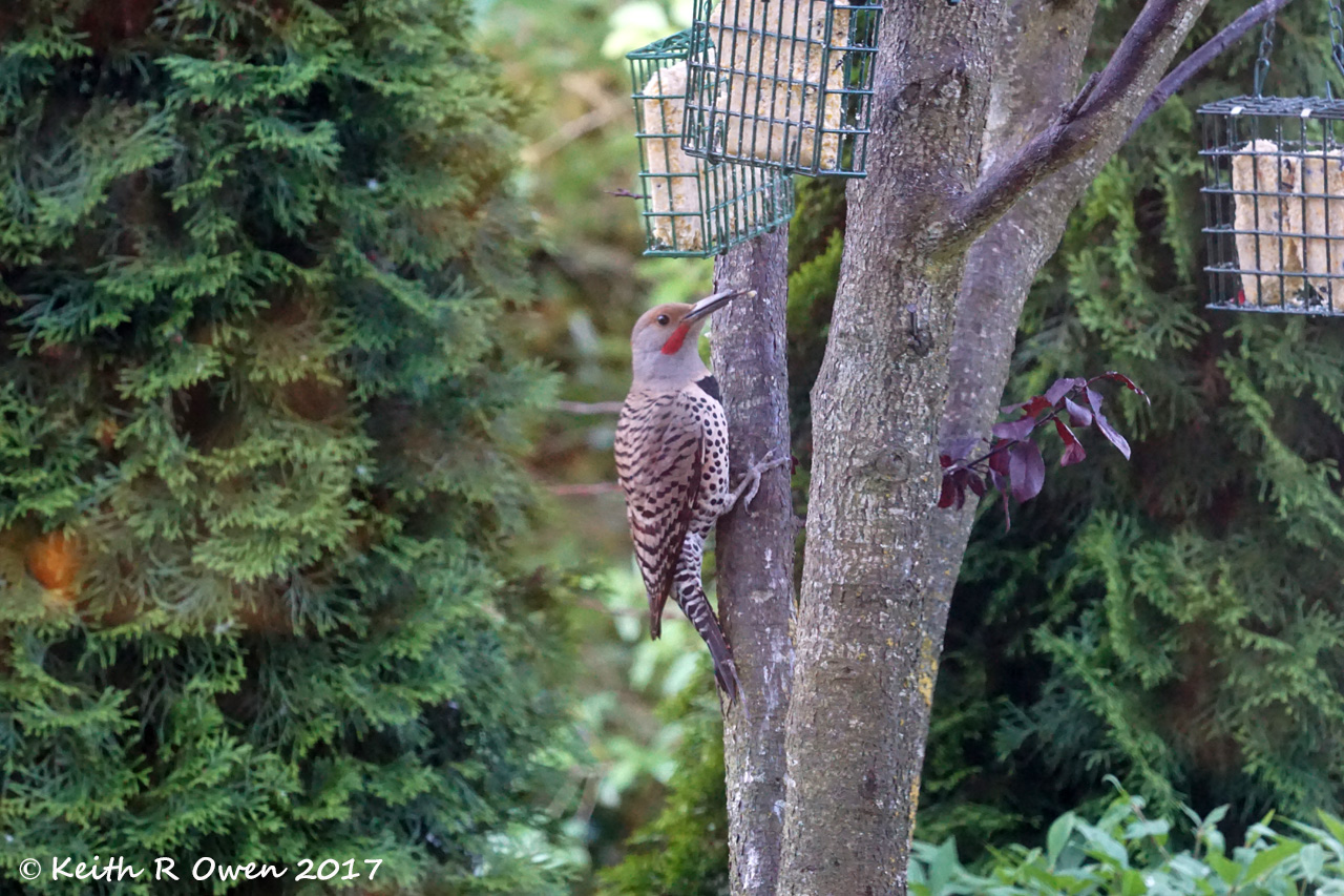 Northern Flicker