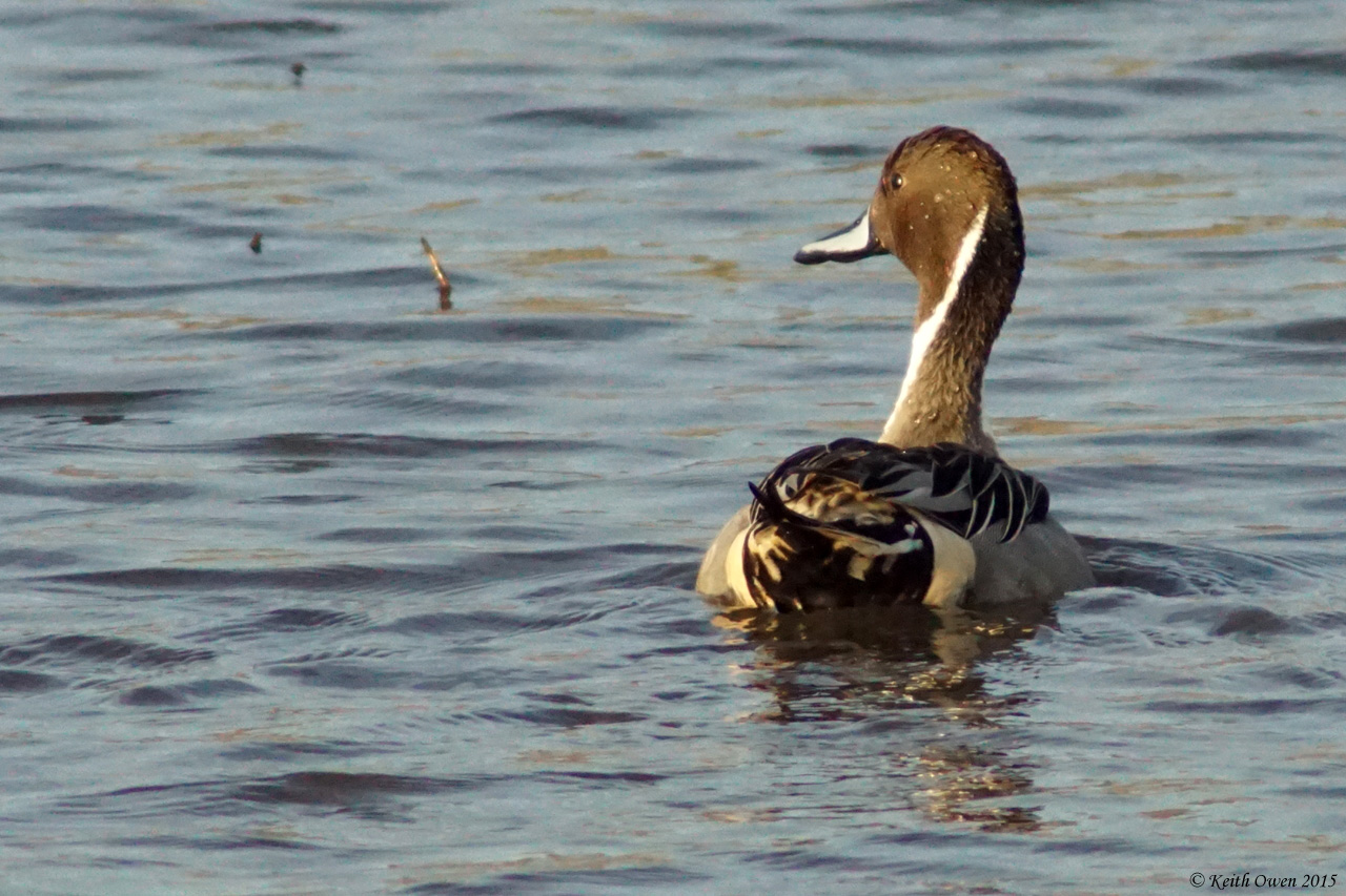 Northern Pintail