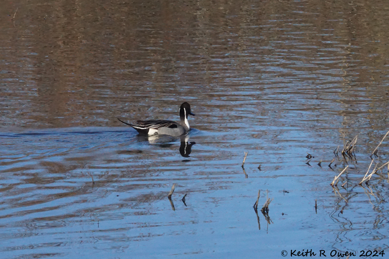 Northern Pintail