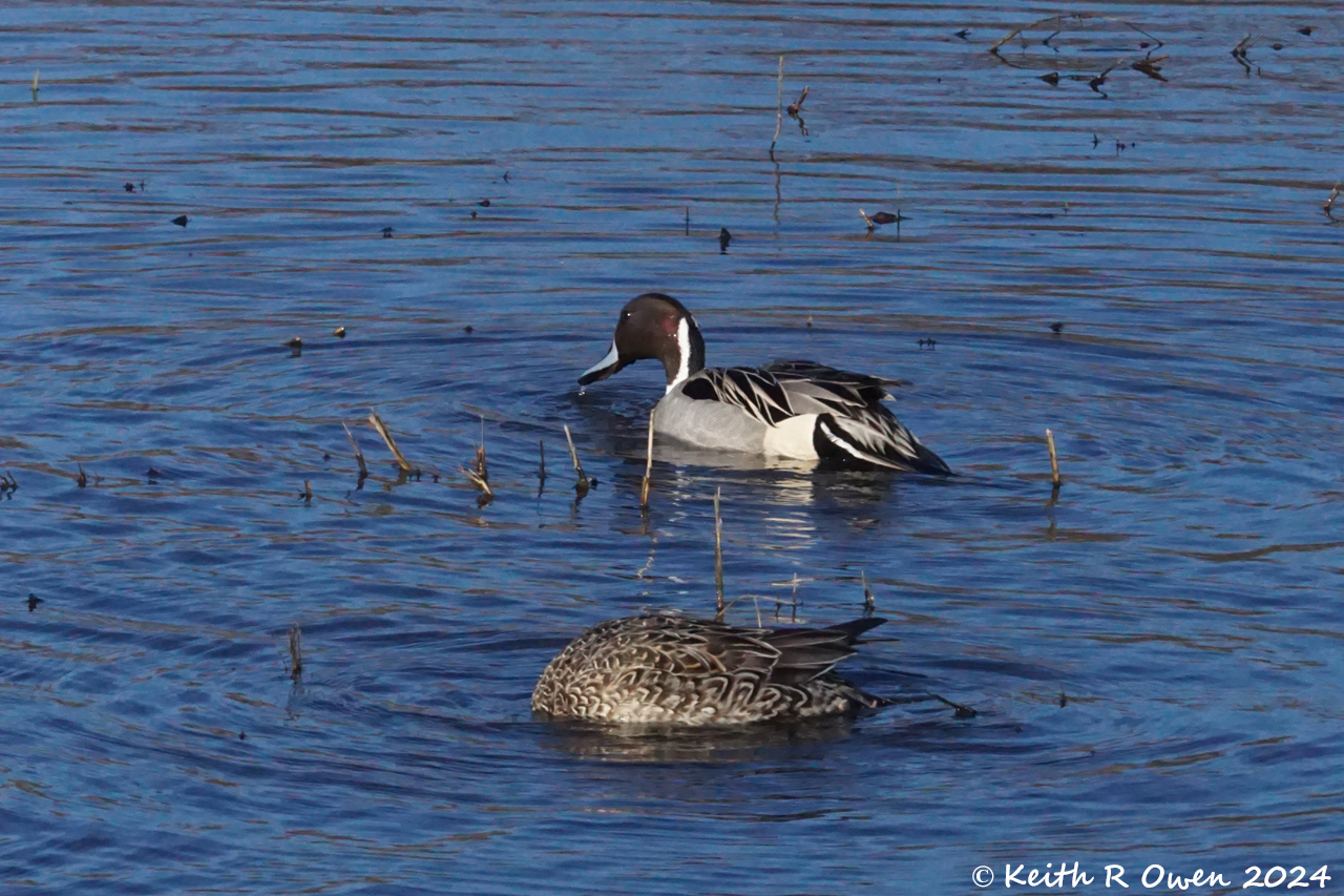 Northern Pintail