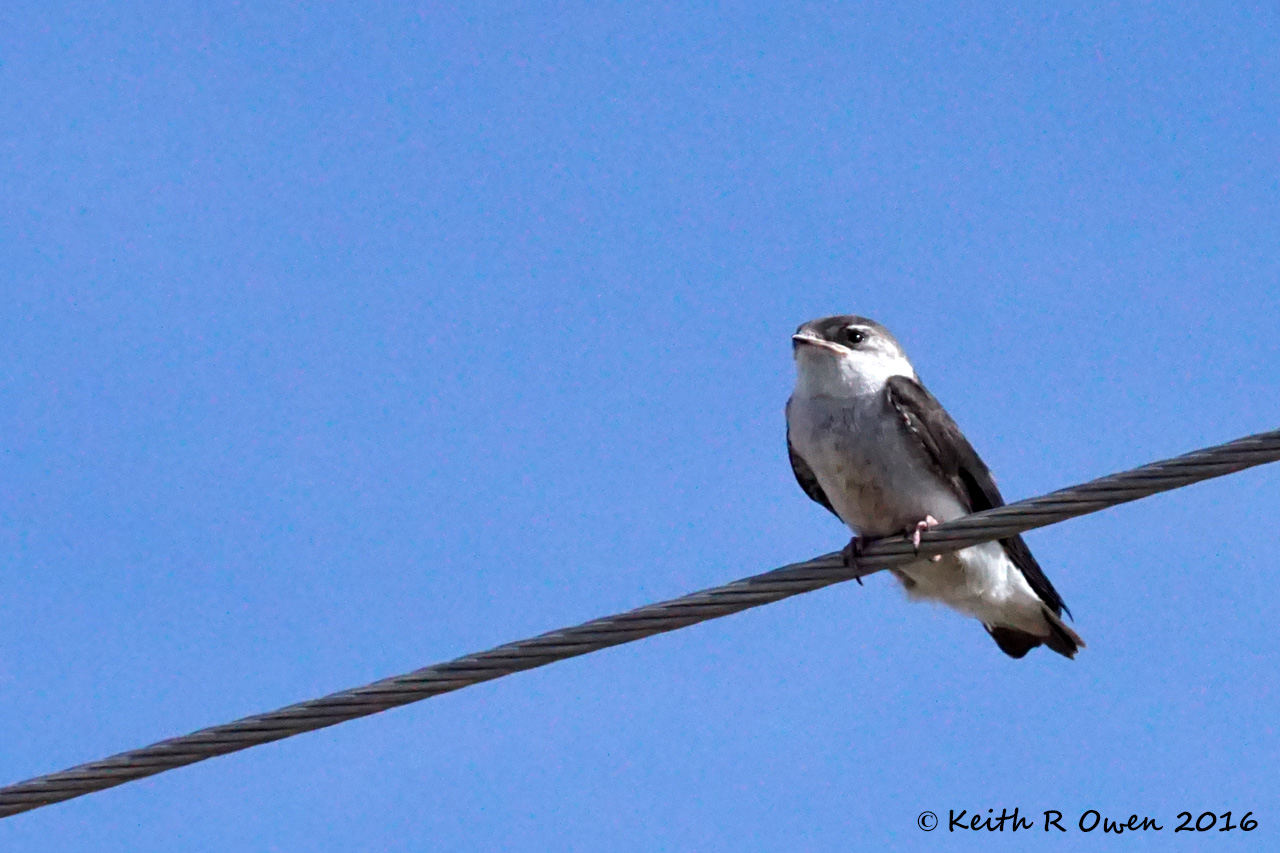 Northern Rough-winged Swallow