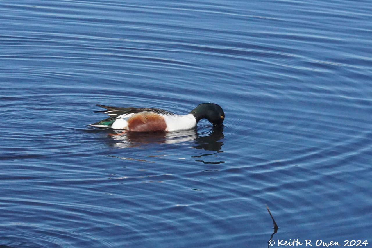 Northern Shoveler