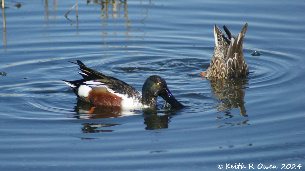 Northern Shoveler