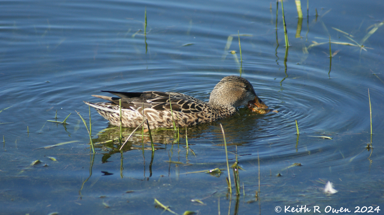 Northern Shoveler