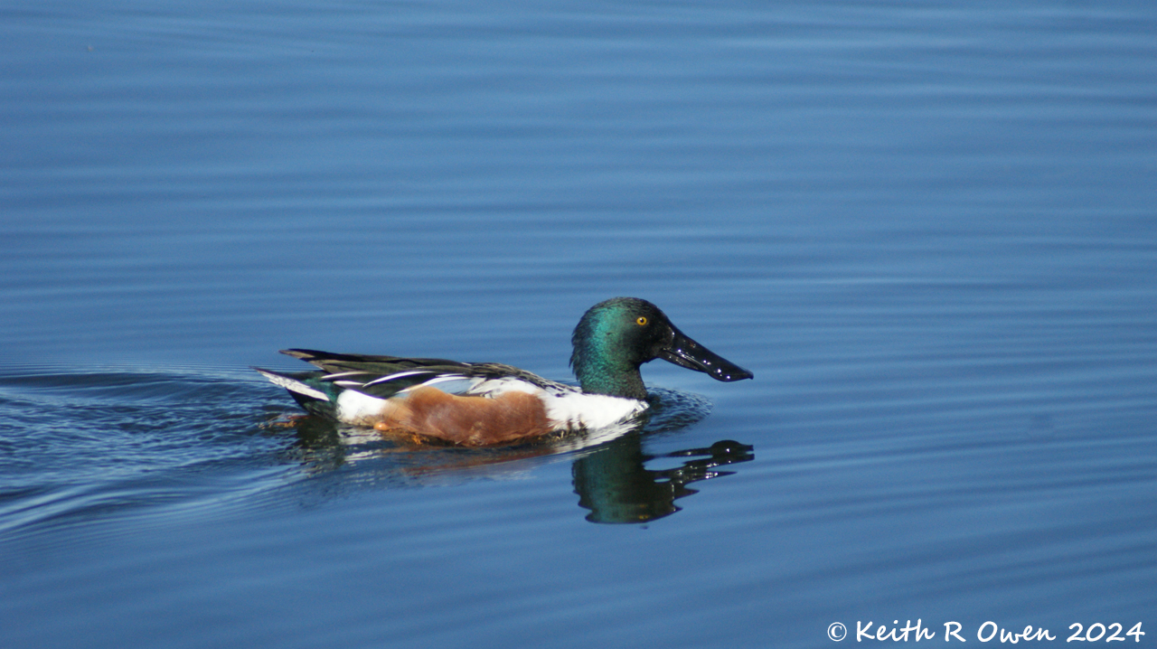 Northern Shoveler