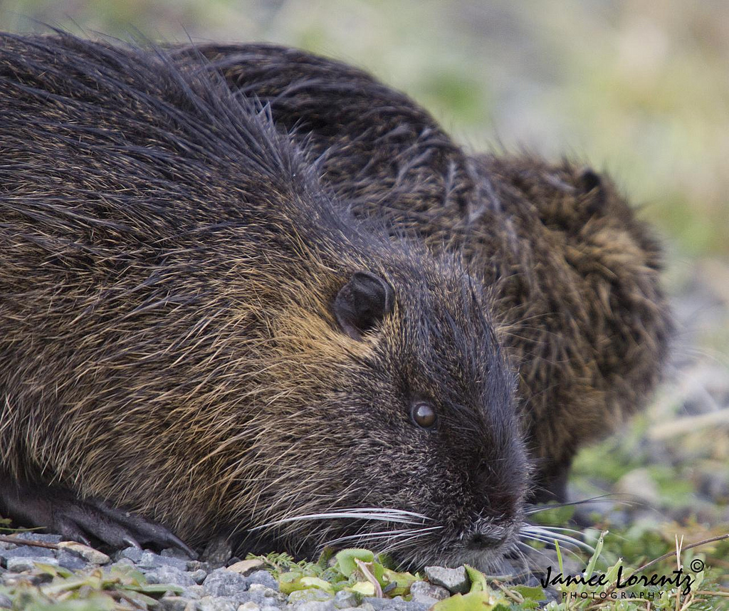 Nutria