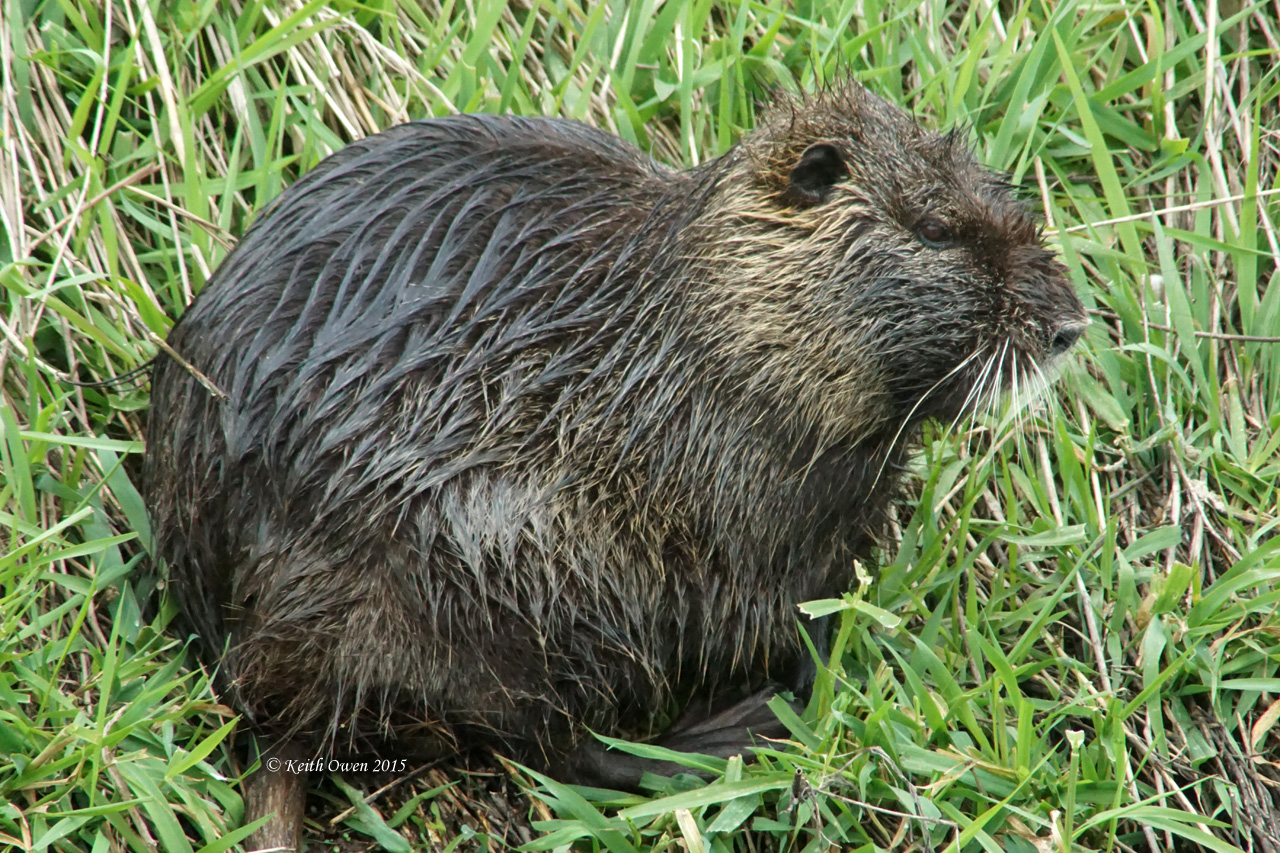 Nutria