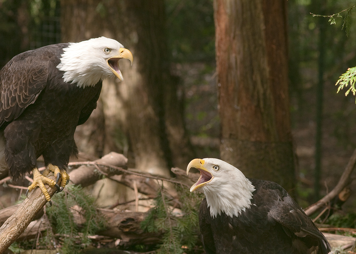 NW Trek Bald Eagles