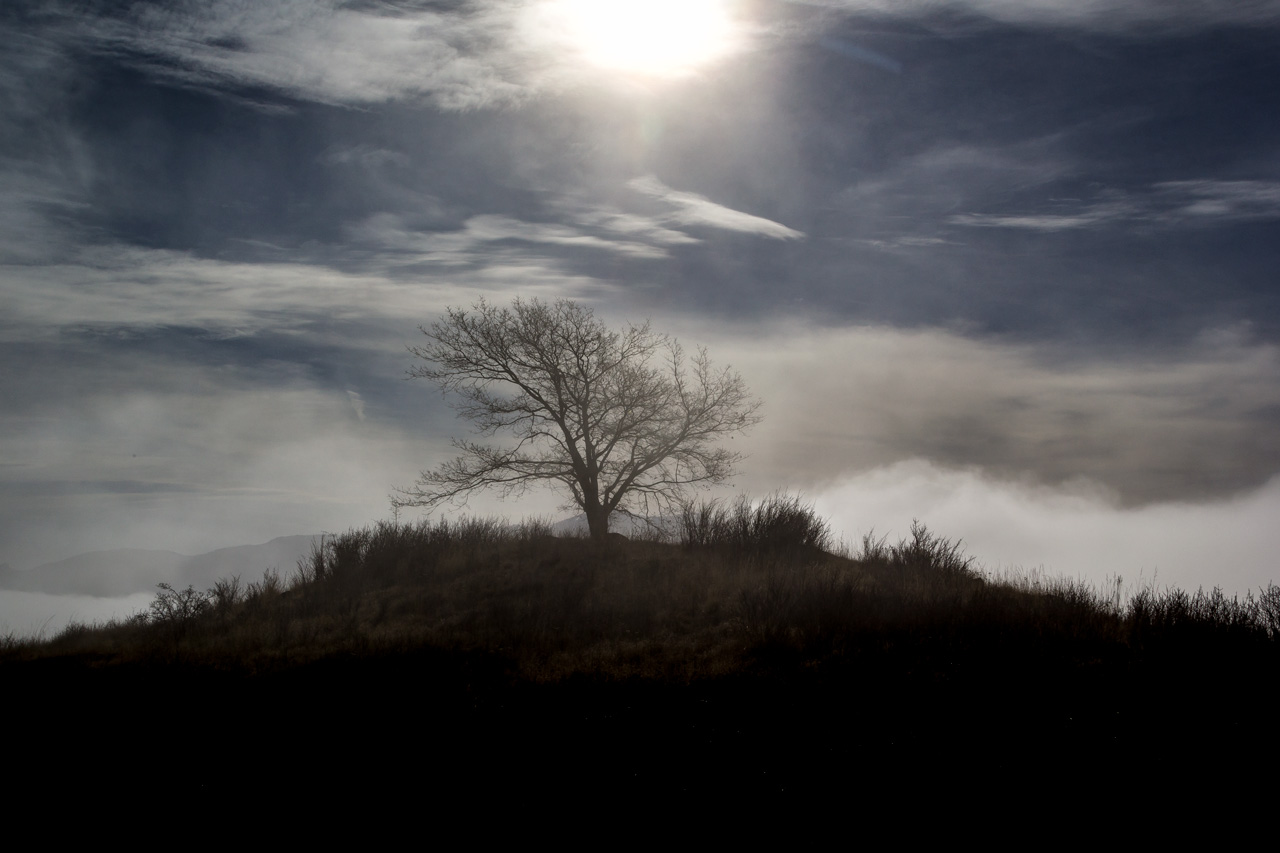 Oak tree