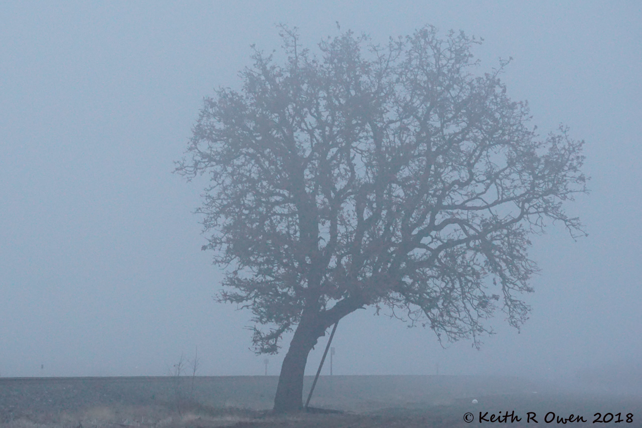 Oak Tree
