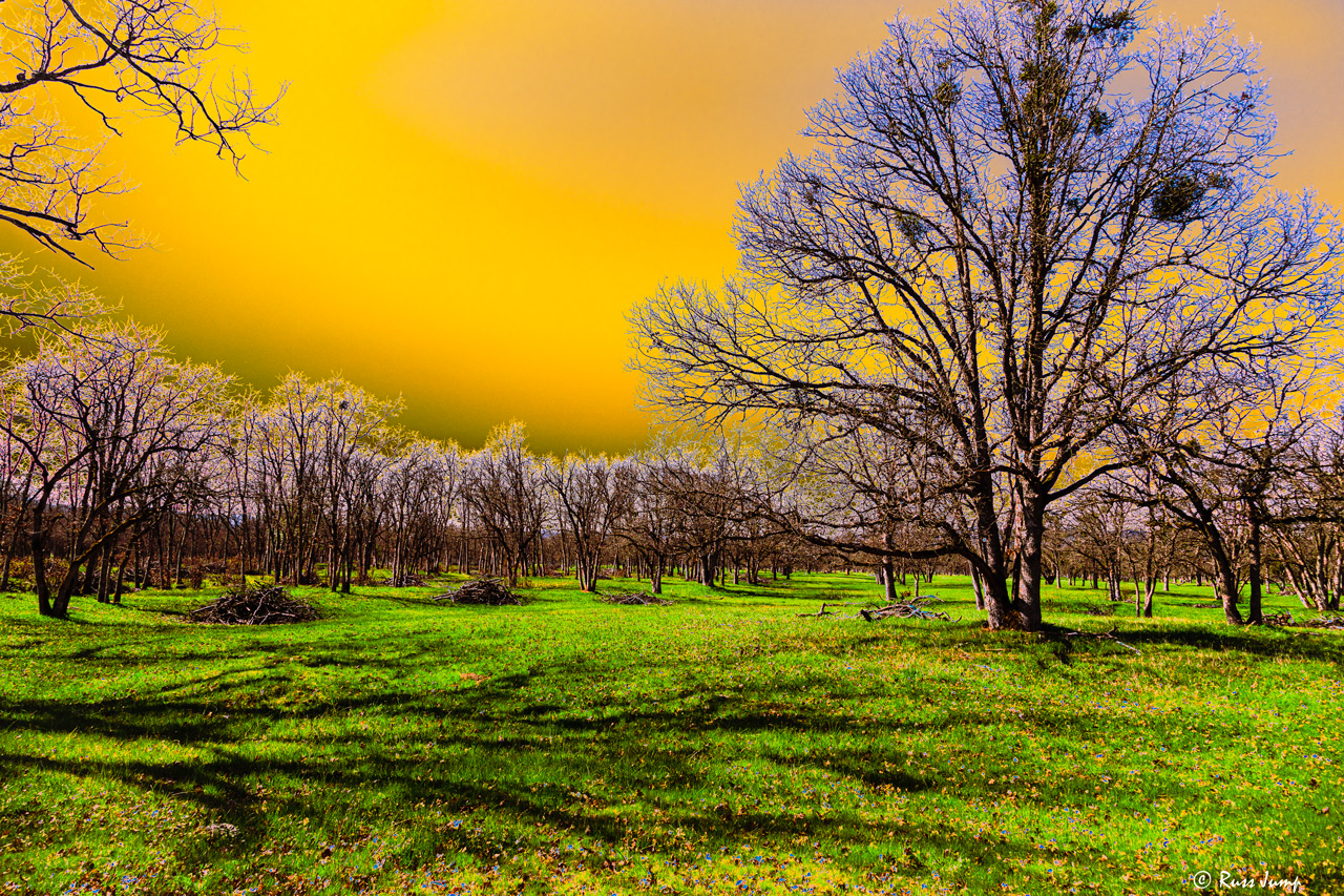 Oak tree