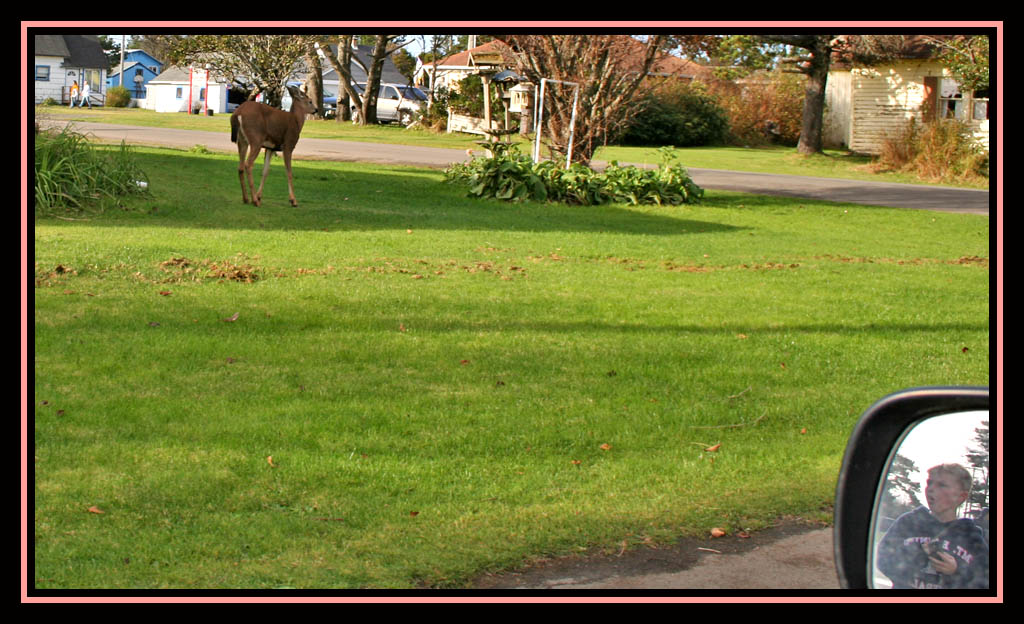 OH  DEER ! ! !