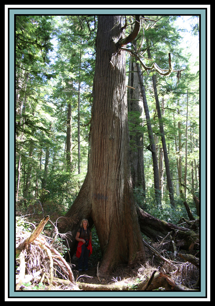 Old Growth Cedar Grove