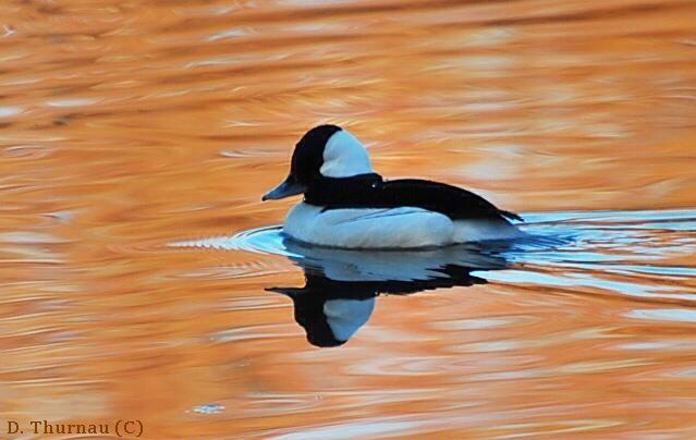 on golden pond