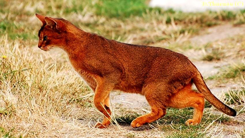 on the hunt
