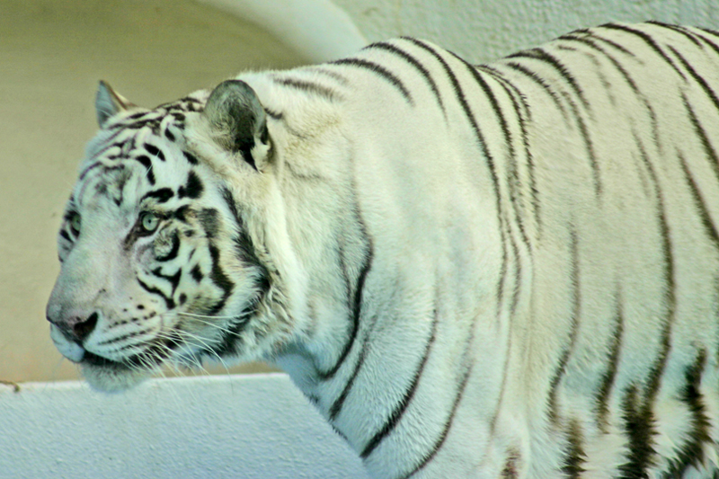 On the Prowl