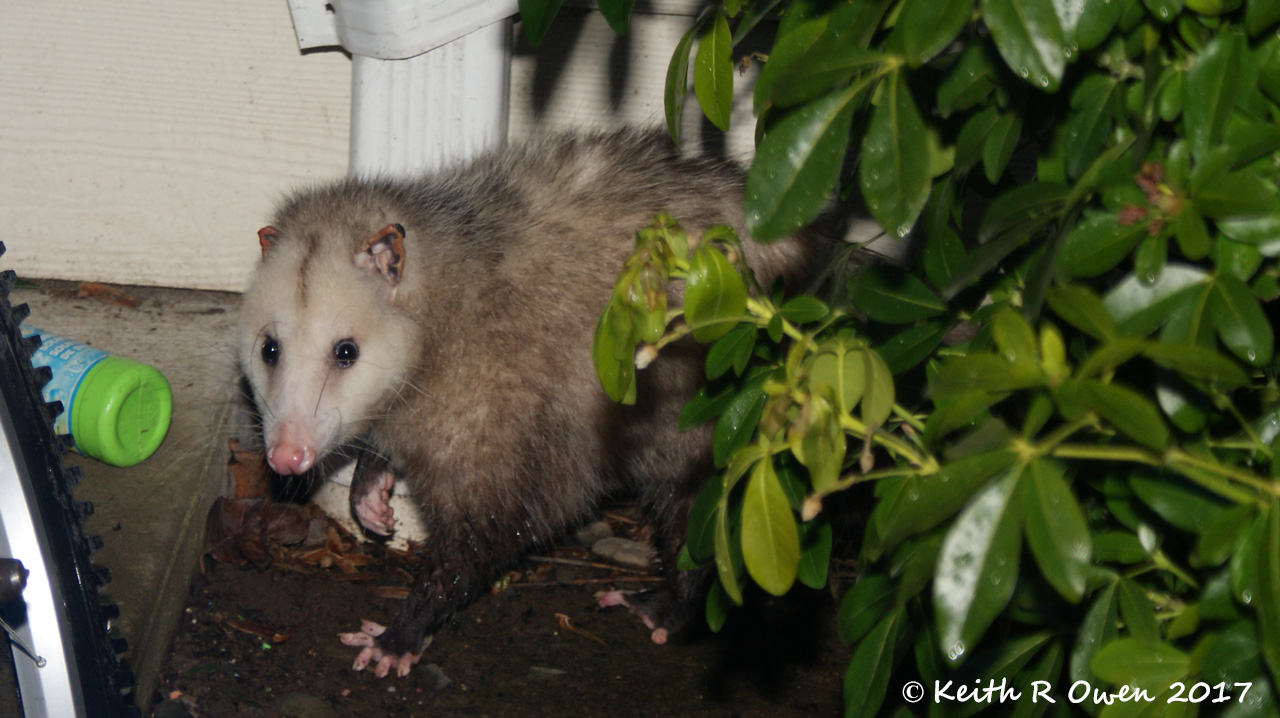 Opossum