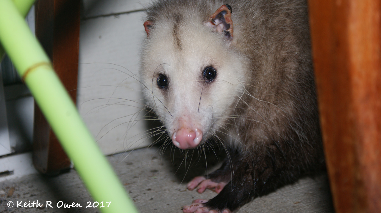 Opossum