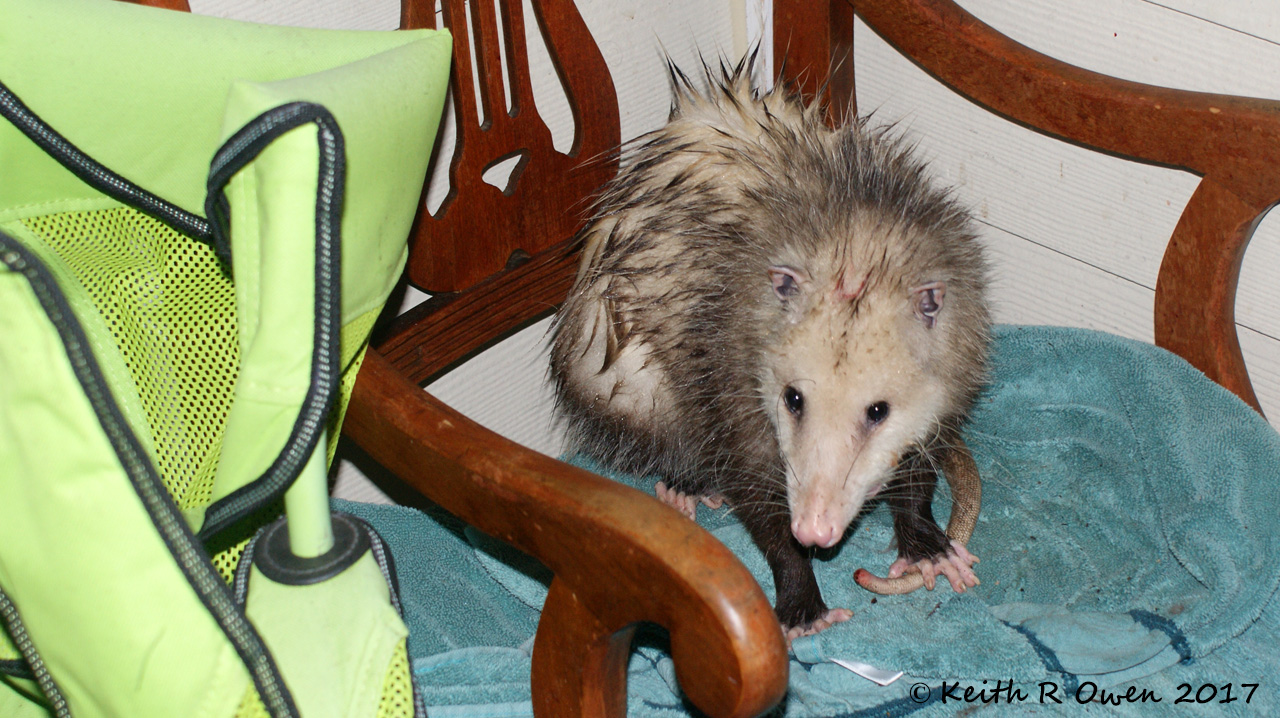 Opossum