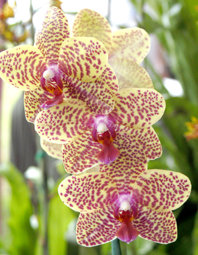 Orchid Trio