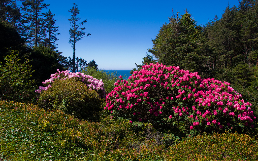 Oregon Rhodies