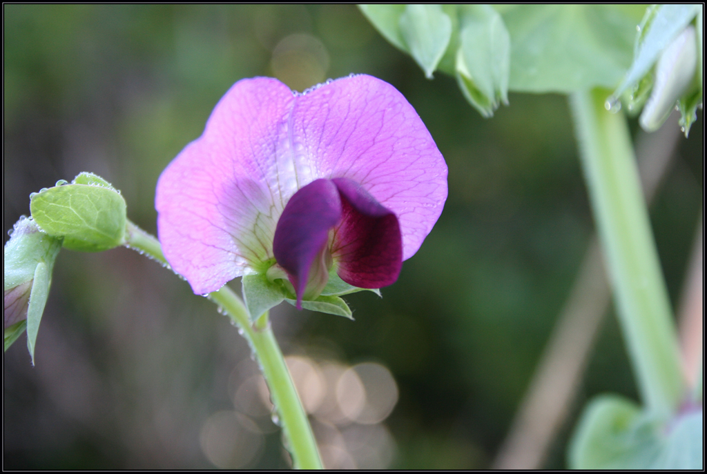 Oregon Snap Pea