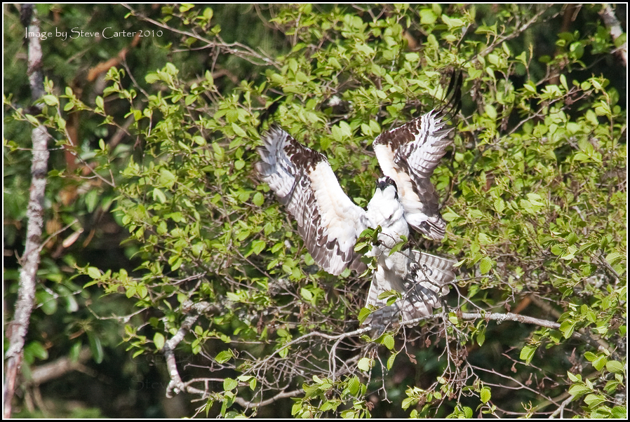 Osprey at Chamber's Creek
