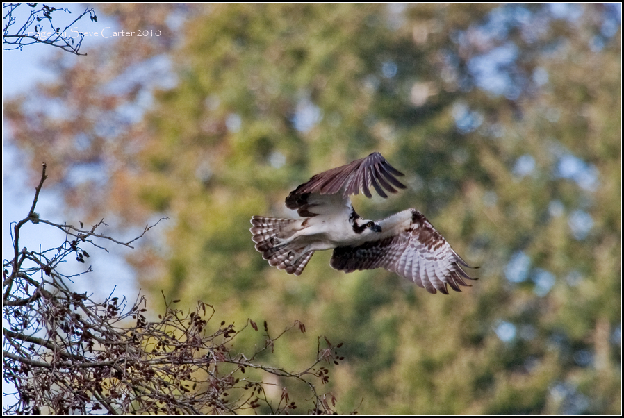 Osprey at Chamber's Creek
