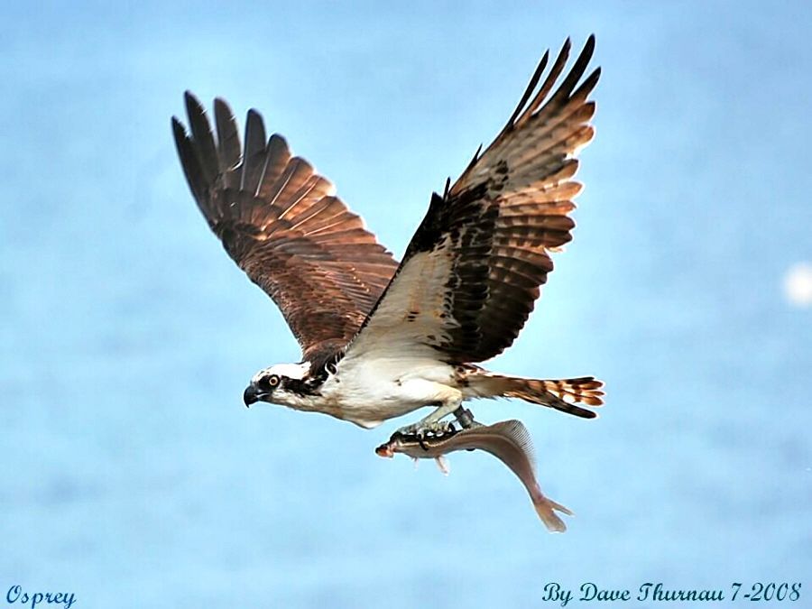 osprey