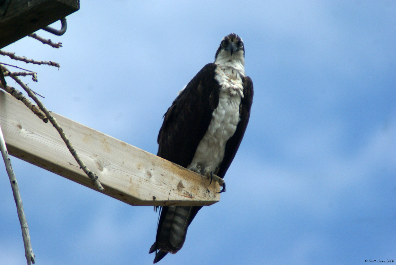 Osprey